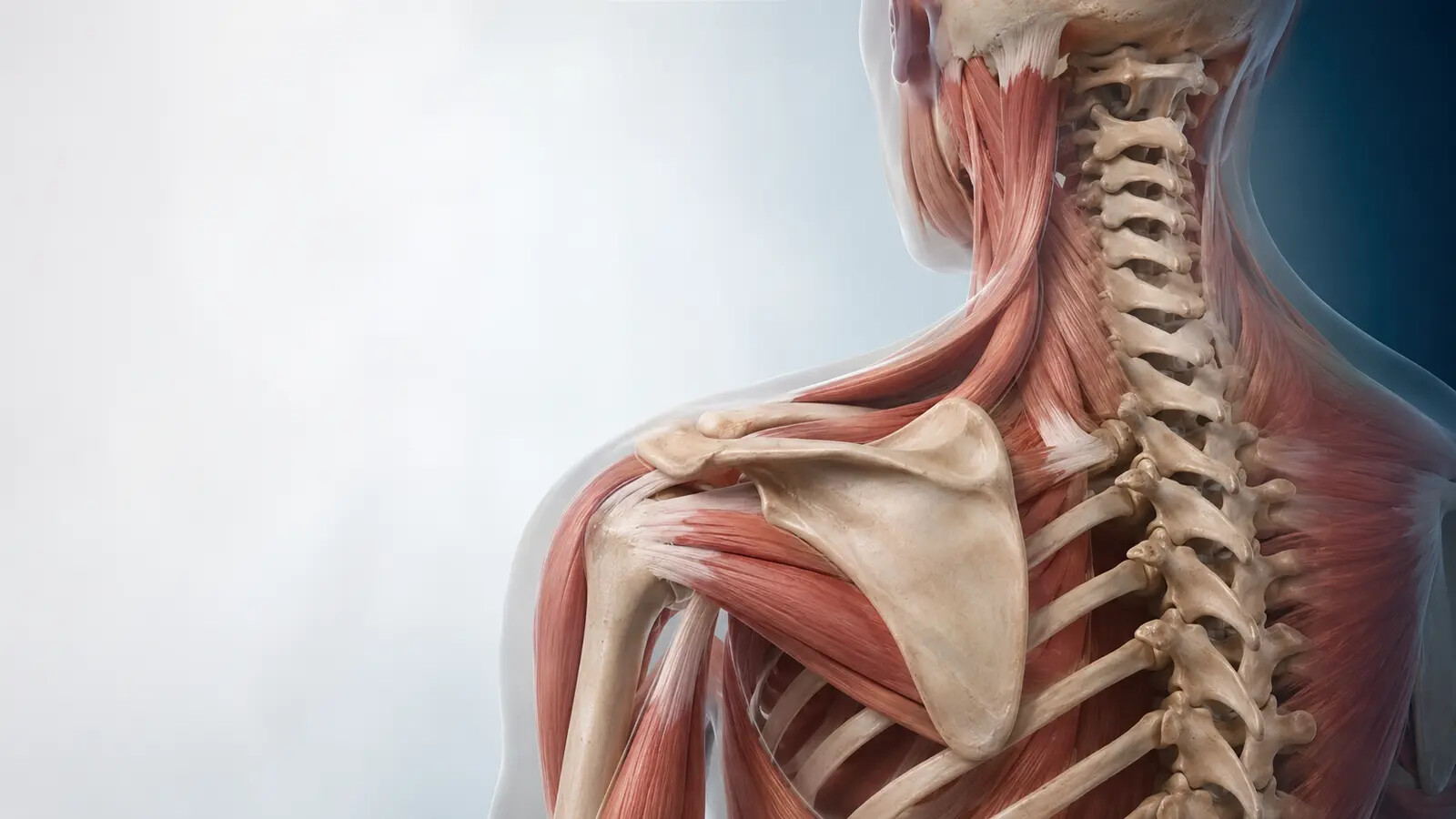 Posterior anatomical illustration of the cervical spine, shoulder blade, shoulder, and surrounding muscles